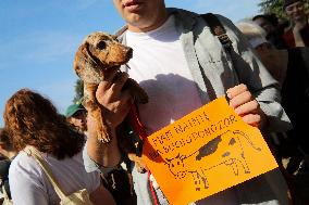 26th Dachshund March In Krakow