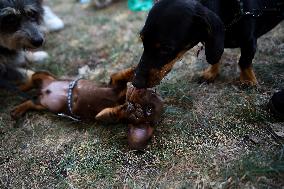 26th Dachshund March In Krakow