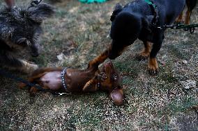 26th Dachshund March In Krakow