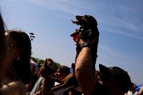 26th Dachshund March In Krakow