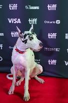 2024 Toronto International Film Festival - "The Friend" Premiere