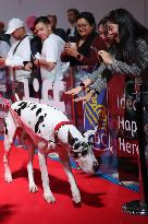 2024 Toronto International Film Festival - "The Friend" Premiere