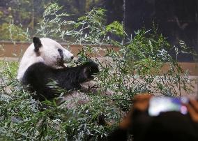 Pair of giant pandas in Japan to return to China for treatment