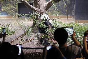 Pair of giant pandas in Japan to return to China for treatment