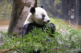 Pair of giant pandas in Japan to return to China for treatment