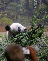 Pair of giant pandas in Japan to return to China for treatment