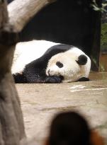 Pair of giant pandas in Japan to return to China for treatment