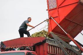 Corn Harvest in Pingdingshan