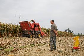 Corn Harvest in Pingdingshan