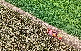 Corn Harvest in Pingdingshan