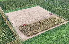 Corn Harvest in Pingdingshan