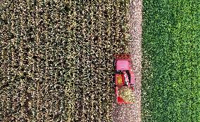 Corn Harvest in Pingdingshan