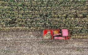 Corn Harvest in Pingdingshan