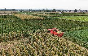 Corn Harvest in Pingdingshan