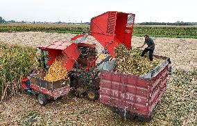 Corn Harvest in Pingdingshan