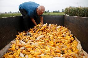 Corn Harvest in Pingdingshan