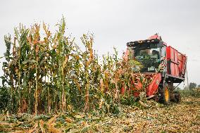 Corn Harvest in Pingdingshan