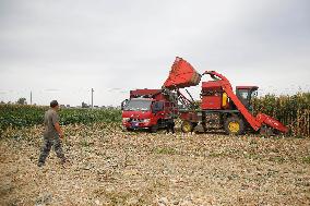 Corn Harvest in Pingdingshan