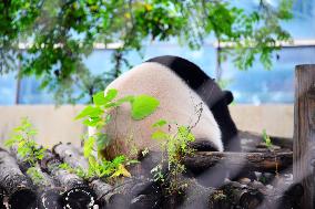 Beijing Zoo Giant Panda