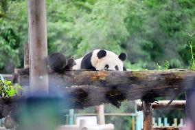 Beijing Zoo Giant Panda