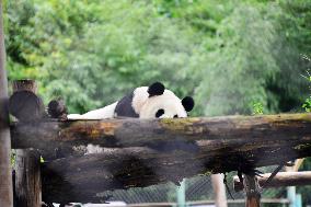 Beijing Zoo Giant Panda