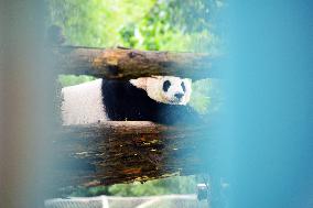 Beijing Zoo Giant Panda