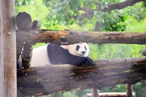 Beijing Zoo Giant Panda