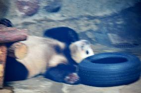 Beijing Zoo Giant Panda