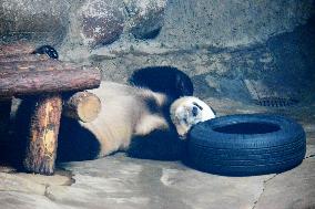 Beijing Zoo Giant Panda