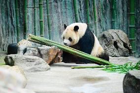 Beijing Zoo Giant Panda