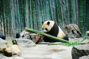 Beijing Zoo Giant Panda