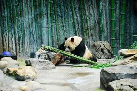 Beijing Zoo Giant Panda