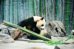 Beijing Zoo Giant Panda