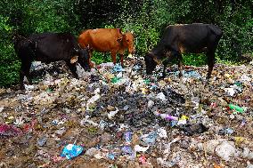 Cows Feed On Garbage - India