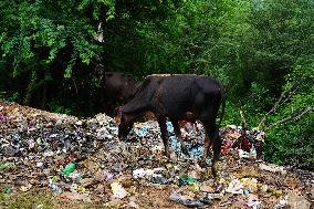 Cows Feed On Garbage - India