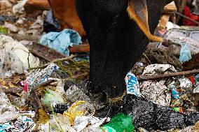 Cows Feed On Garbage - India