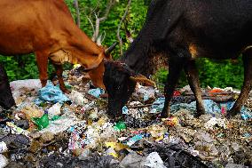 Cows Feed On Garbage - India