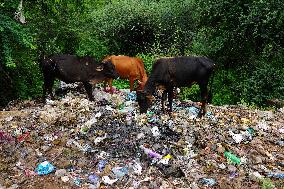 Cows Feed On Garbage - India