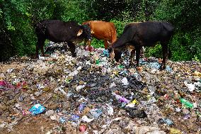 Cows Feed On Garbage - India