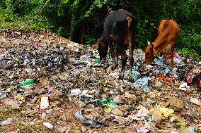 Cows Feed On Garbage - India