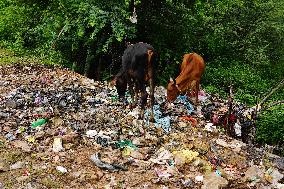 Cows Feed On Garbage - India