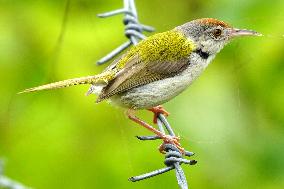 Common Tailorbird - India