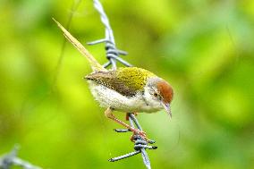 Common Tailorbird - India