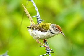 Common Tailorbird - India