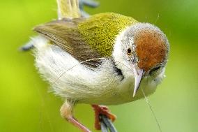 Common Tailorbird - India