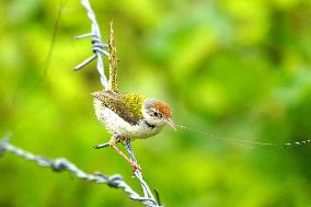 Common Tailorbird - India