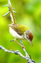 Common Tailorbird - India