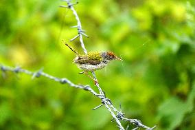 Common Tailorbird - India