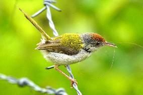 Common Tailorbird - India