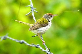 Common Tailorbird - India